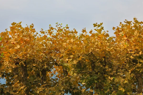Las hojas amarillas — Foto de Stock