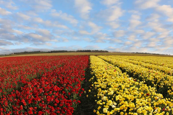 Un campo de ranúnculo rojo y amarillo — Foto de Stock