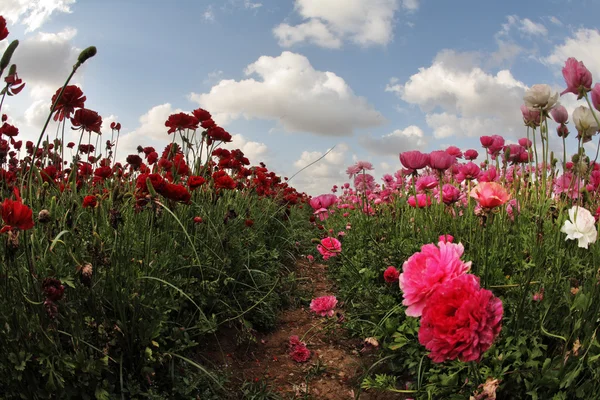 Un jardin rose et rouge — Photo