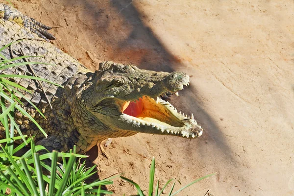 Crocodilo feliz após a alimentação — Fotografia de Stock