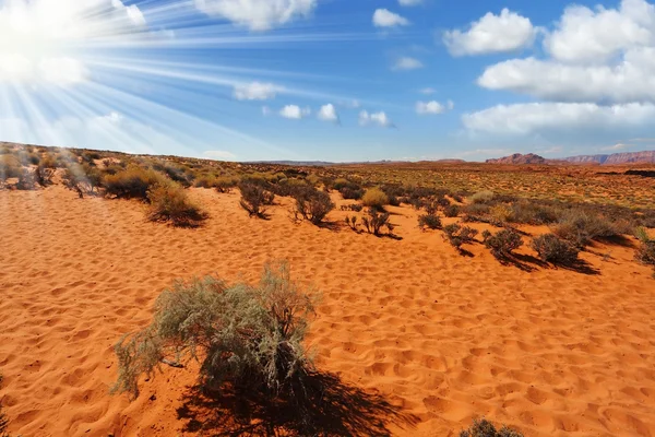 踏みつけられた砂の斜面および乾燥した薮 — ストック写真