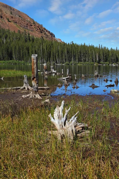 En lugn sjö, bevuxen med gräs — Stockfoto