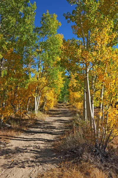 Hermosos colores de otoño en las montañas —  Fotos de Stock