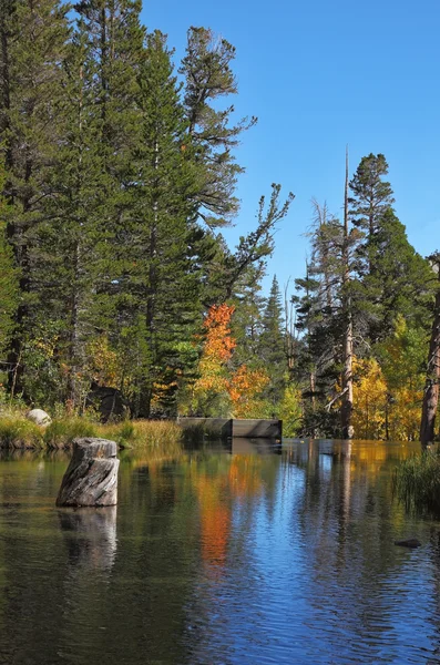 秋天的森林和蓝色天空反映在水中 — 图库照片