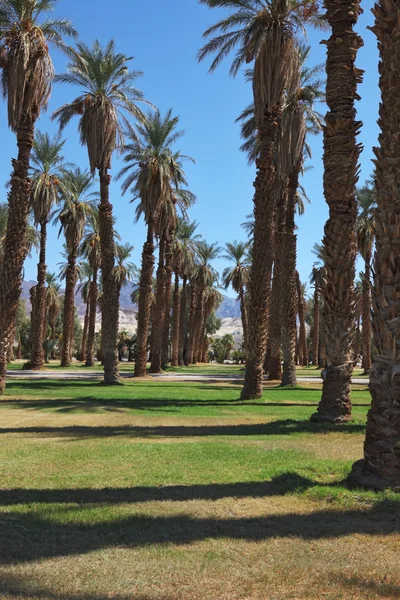 Avenue w gaju palmowego w oazie — Zdjęcie stockowe