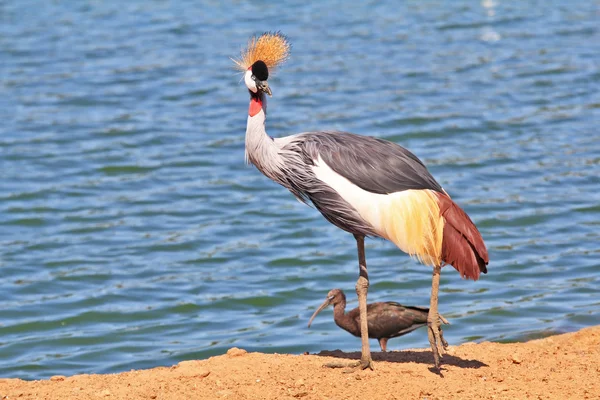 Elegant bird lives near bodies of water Stock Picture