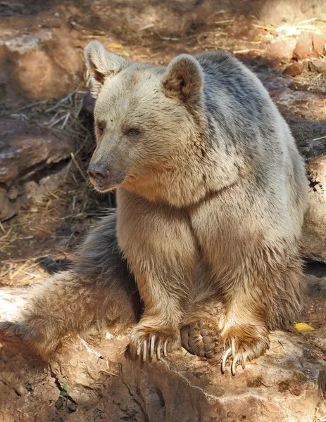 The big beautiful bear poses in park