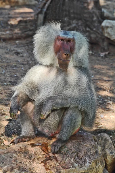 The silvery baboon tenderly smiles to spectators — Stock Photo, Image