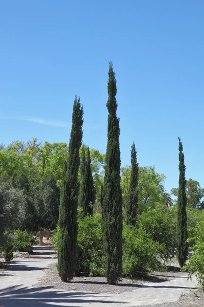 सरळ सायप्रस झाडे — स्टॉक फोटो, इमेज