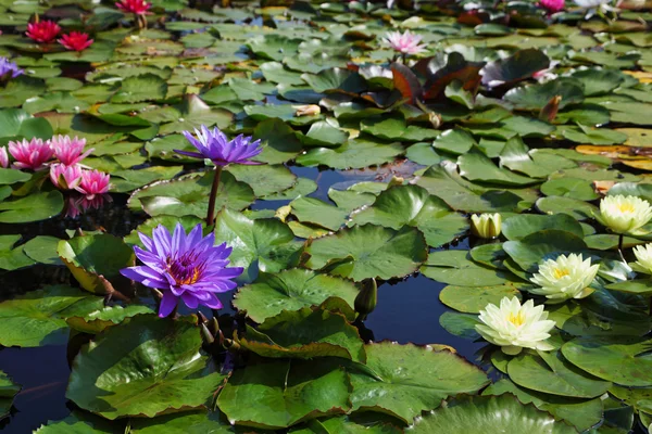 Large pond with colored water lilies — Stock Photo, Image