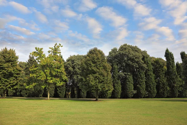 stock image A grassy lawn and a dense forest