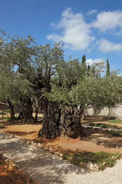 Duizend-jarige olijfbomen in gethsemane — Stockfoto