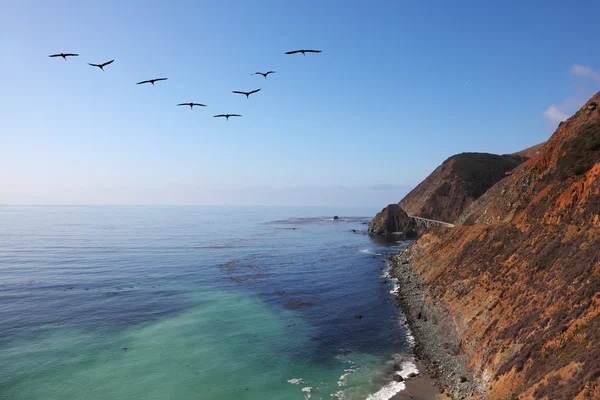Rebanho triangular de pelicanos cinzentos — Fotografia de Stock