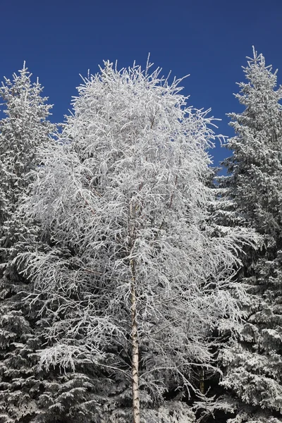 Schneebedeckter Baum — Stockfoto