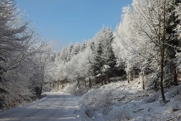 Schneebedecktes Winterholz — Stockfoto