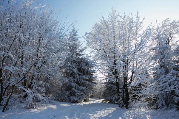圣诞节那天。大雪覆盖的林间空地 — 图库照片