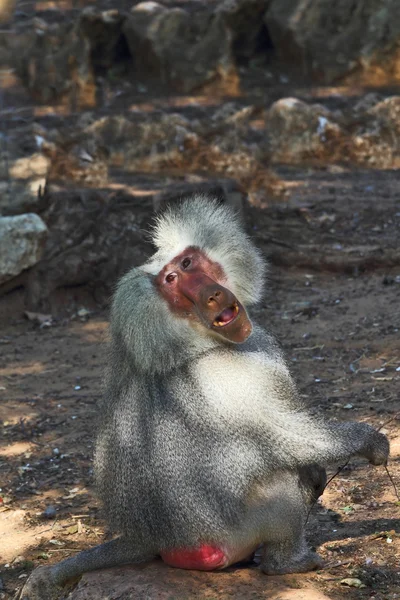 Silver baboon poses the audience — Stock Photo, Image
