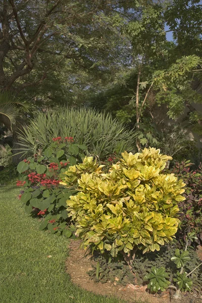 Um jardim botânico florescente — Fotografia de Stock