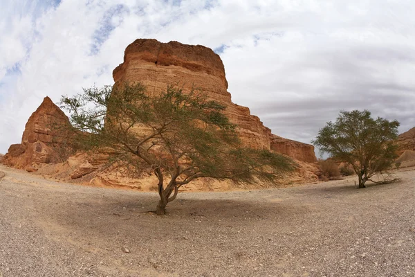 Ruta turística en el desierto rocoso . —  Fotos de Stock