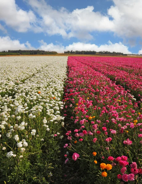 Un campo de flores blancas y moradas — Foto de Stock