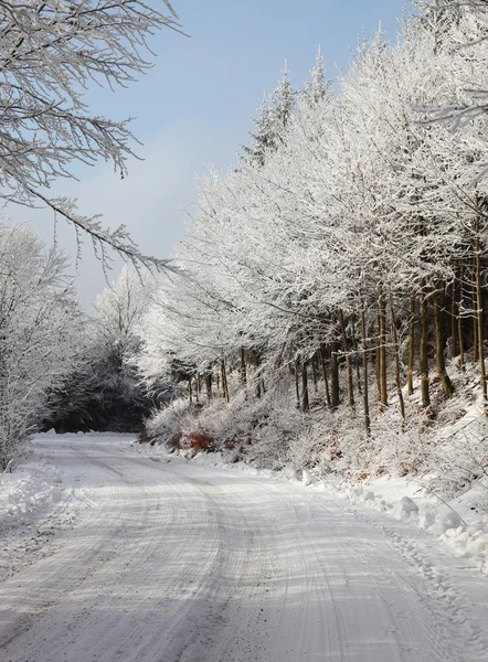 树木覆盖着雪 — 图库照片