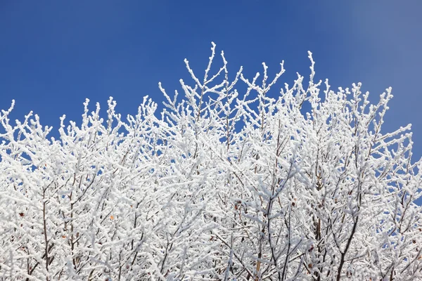 Mavi gökyüzüne karşı karla kaplı ağaç dalları — Stok fotoğraf