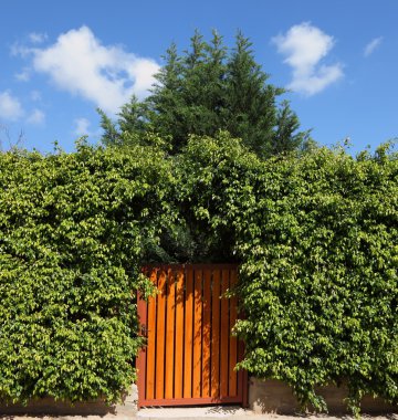 The high hedges and wooden gate clipart