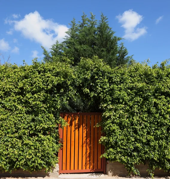高い生垣と木製の門 — ストック写真