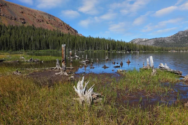 Um lago de montanha, coberto de relva — Fotografia de Stock