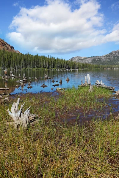 Çim ile büyümüş bir göl — Stok fotoğraf