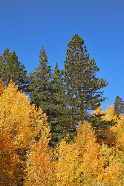 Parlak turuncu, sarı ve kırmızı ağaçlar — Stok fotoğraf