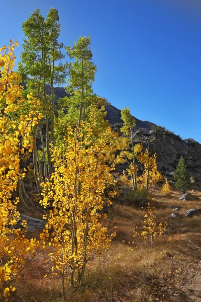 Ağaçların yaprakları sarı, yeşil ve turuncu ile — Stok fotoğraf