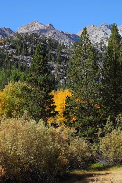 秋季颜色的树林 — 图库照片