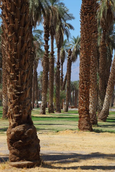 Viale delle palme nell'oasi — Foto Stock