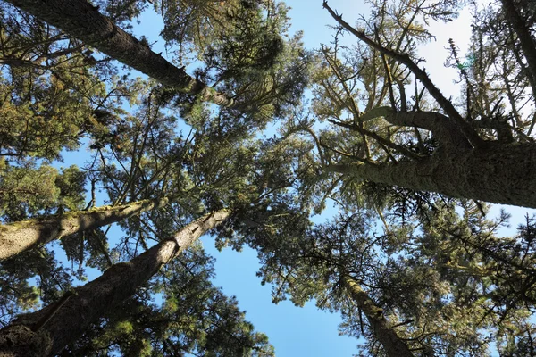 Kocakarılar ağaçların — Stok fotoğraf