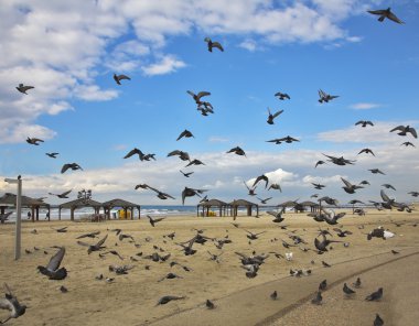 Quay of Tel Aviv. The flight pigeons clipart