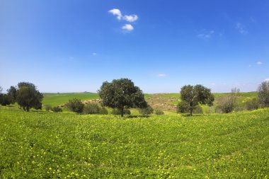 camomiles ve ağaçların çiçek açması alanıyla