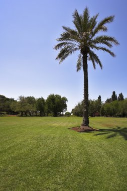 parlak bahar günü tropikal Park