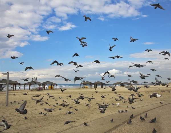 Quay of Tel Aviv. The flight pigeons — Stock Photo, Image