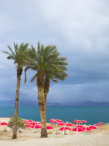 Three palm trees and red beach umbrellas — Stock Photo, Image