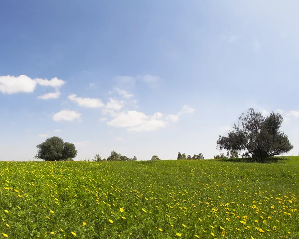 O campo florescente com camomilas — Fotografia de Stock