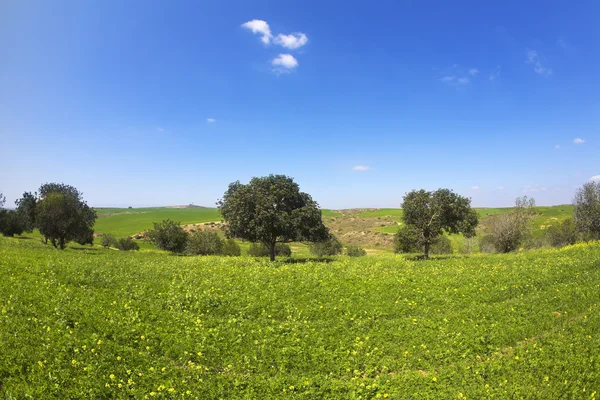 Das blühende Feld mit Kamillen und Bäumen — Stockfoto