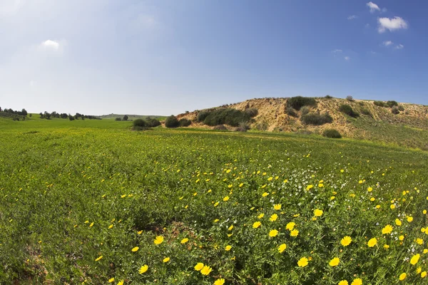 Groene lente bloeiende veld — Stockfoto