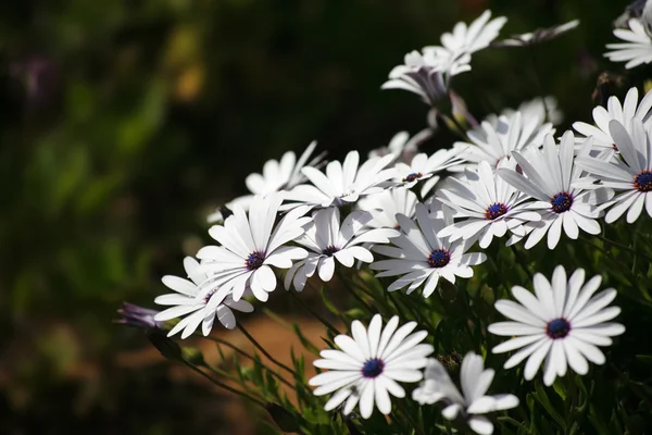 Charmoso flores de campo fino — Fotografia de Stock
