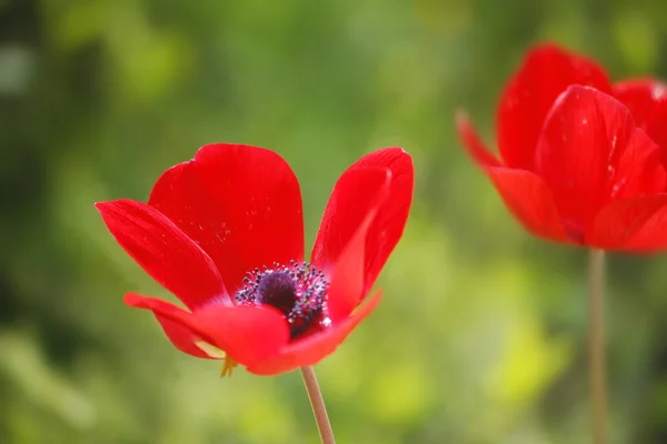 4 月草原の赤い春の花 — ストック写真