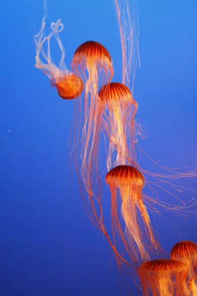 Orange decorative jellyfishes in an aquarium — Stock Photo, Image