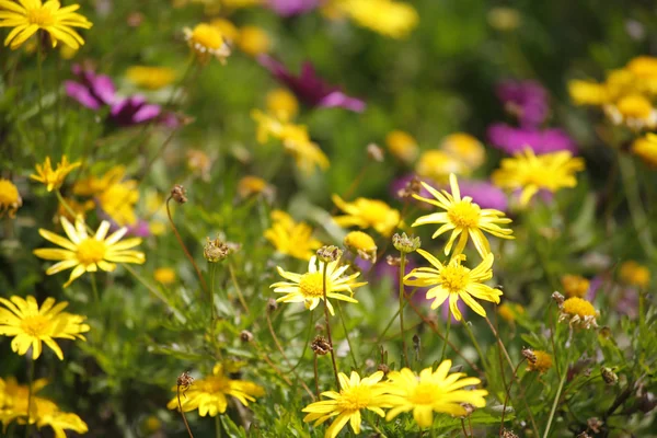 Kwiaty drobne pole w Izraelu — Zdjęcie stockowe