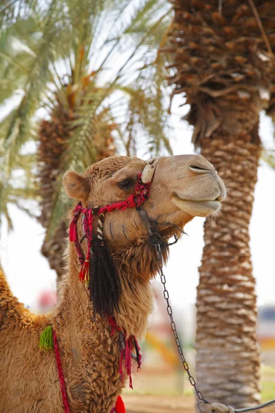 Na wielbłądzie w oazy na pustyni — Zdjęcie stockowe