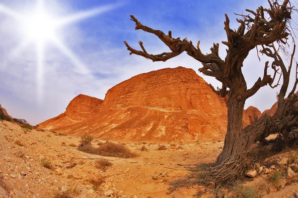 Drzewo w górach starożytnych — Zdjęcie stockowe
