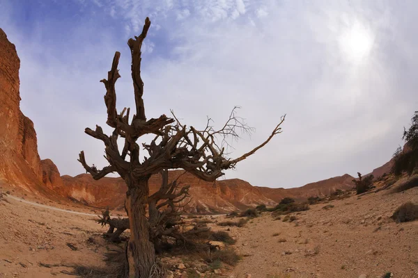 Árbol seco en montañas antiguas — Foto de Stock